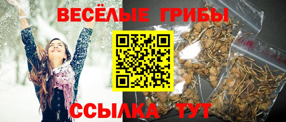 Псилоцибиновые грибы мицелий Ефремов